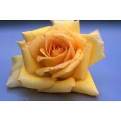 ROSIER Grande fleur 'MELISSA' ® Saunelle