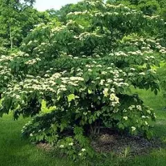 CORNUS controversa - Cornouiller des Pagodes