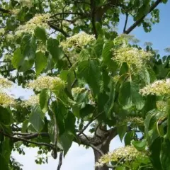 CORNUS controversa - Cornouiller des Pagodes