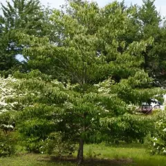 CORNUS controversa - Cornouiller des Pagodes