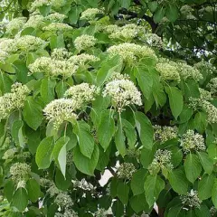 CORNUS controversa - Cornouiller des Pagodes