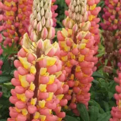 LUPINUS 'Gladiator'