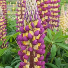 LUPINUS 'Manhattan Lights'