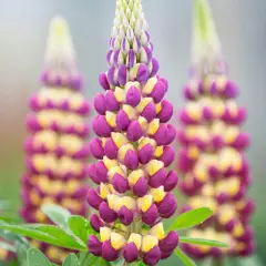 LUPINUS 'Manhattan Lights'