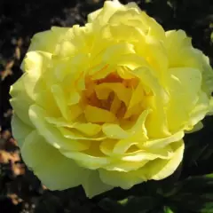 ROSIER Massifs 'GOLDEN DELIGHT'