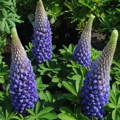 Lupinus 'Persian Slipper'