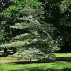 CORNUS controversa 'Variegata' - Cornouiller discuté panaché