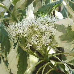 CORNUS controversa 'Variegata' - Cornouiller discuté panaché