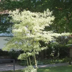 CORNUS controversa 'Variegata' - Cornouiller discuté panaché