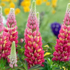 LUPINUS 'Tequila Flame'