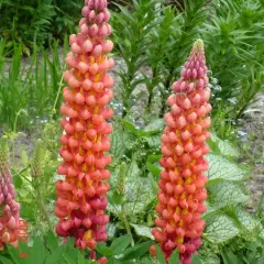 LUPINUS 'Tequila Flame'