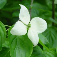 CORNUS florida - Cornouiller à fleurs américain