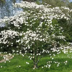 CORNUS florida - Cornouiller à fleurs américain