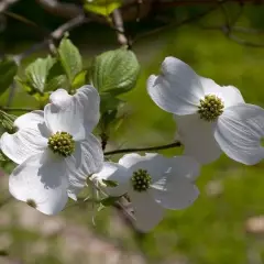 CORNUS florida - Cornouiller à fleurs américain