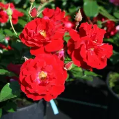 Rosier Couvre-sol 'Mainaufeuer' ® Kortemma