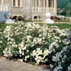 Rosier Couvre-sol 'Neige d'Eté' ® Tanigino