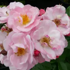 Rosier Couvre-sol 'Pink Cottage' ® Chewily