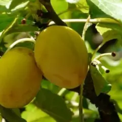 PRUNIER Quetsche 'Blanche de Létricourt' - Arbre fruitier