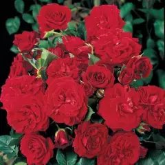 ROSIER Grimpant 'CUMBERLAND' ® Harnext