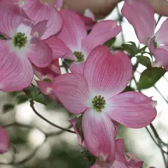 CORNUS florida 'Rubra' - Cornouiller à fleurs américain