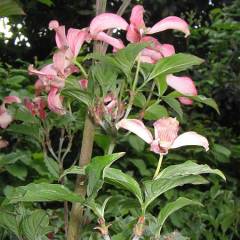 CORNUS florida 'Rubra' - Cornouiller à fleurs américain