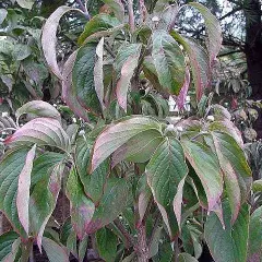 CORNUS florida 'Rubra' - Cornouiller à fleurs américain