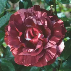 ROSIER Grimpant 'BROWNIE' ® Simstripe