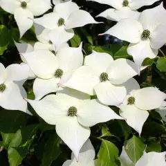 CORNUS kousa - Cornouiller à fleurs de Chine