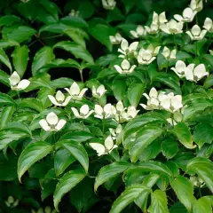 CORNUS kousa - Cornouiller à fleurs de Chine