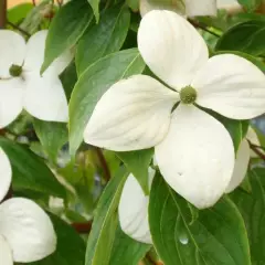 CORNUS kousa - Cornouiller à fleurs de Chine