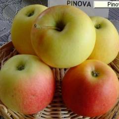 POMMIER 'Pinova' ® - Arbre fruitier