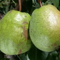 POIRIER 'Duchesse d'Angoulème' - Arbre fruitier