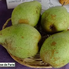 POIRIER 'Comtesse de Paris' - Arbre fruitier