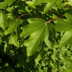 ACER campestre - Erable champêtre