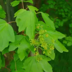 ACER campestre - Erable champêtre