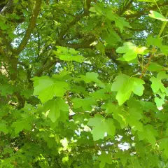 ACER campestre - Erable champêtre