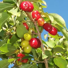 CORNUS mas - Cornouiller mâle