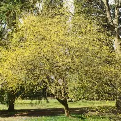 CORNUS mas - Cornouiller mâle