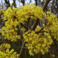 CORNUS mas - Cornouiller mâle