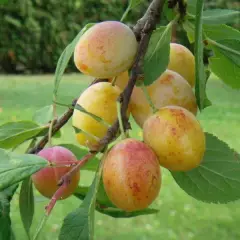 PRUNIER 'Mirabelle de Metz' - Arbre fruitier