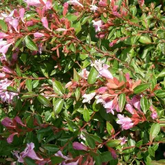 ABELIA grandiflora - Abélia à grandes fleurs