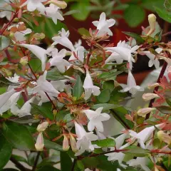 ABELIA grandiflora - Abélia à grandes fleurs