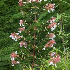 ABELIA grandiflora - Abélia à grandes fleurs