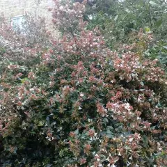 ABELIA grandiflora