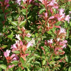 ABELIA 'Edward Goucher' - Abélia à grandes fleurs