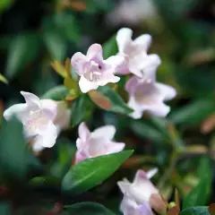 ABELIA 'Edward Goucher' - Abélia à grandes fleurs