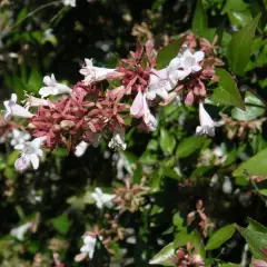 ABELIA 'Edward Goucher' - Abélia à grandes fleurs