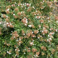 ABELIA 'Edward Goucher' - Abélia à grandes fleurs