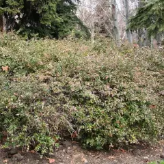 ABELIA 'Edward Goucher' - Abélia à grandes fleurs