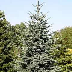 ABIES procera 'Glauca' - Sapin noble argenté